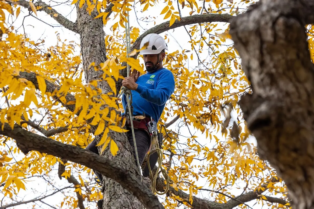 Skilled Tree Pruning crew working in Deansboro